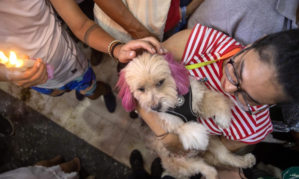 Una persona carga a su perro disfrazado durante una misa este domingo, en Masaya (Nicaragua).  EFE/ STR