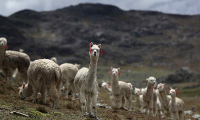 Fotografía de archivo de alpacas recorriendo un terreno en la provincia de Jauja (Perú). EFE/ Paolo Aguilar