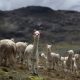 Fotografía de archivo de alpacas recorriendo un terreno en la provincia de Jauja (Perú). EFE/ Paolo Aguilar