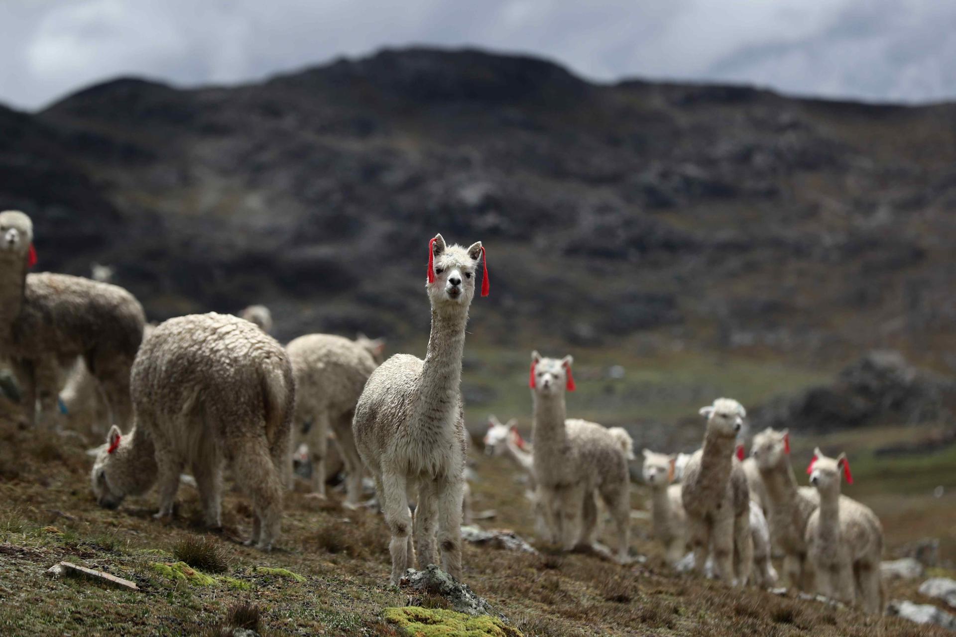 Fotografía de archivo de alpacas recorriendo un terreno en la provincia de Jauja (Perú). EFE/ Paolo Aguilar