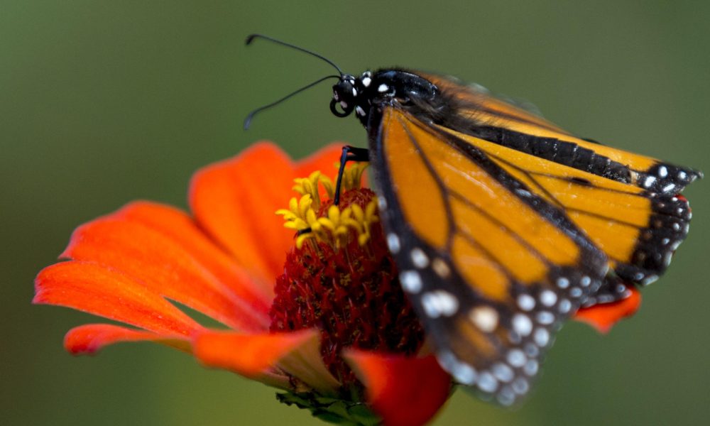 Fotografía de archivo en donde se observa a una mariposa monarca. EFE/ Stringer