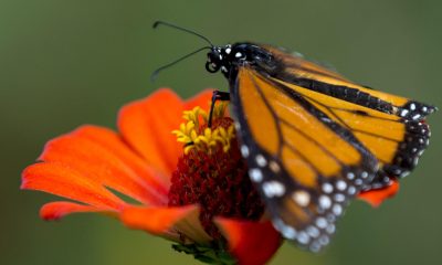 Fotografía de archivo en donde se observa a una mariposa monarca. EFE/ Stringer
