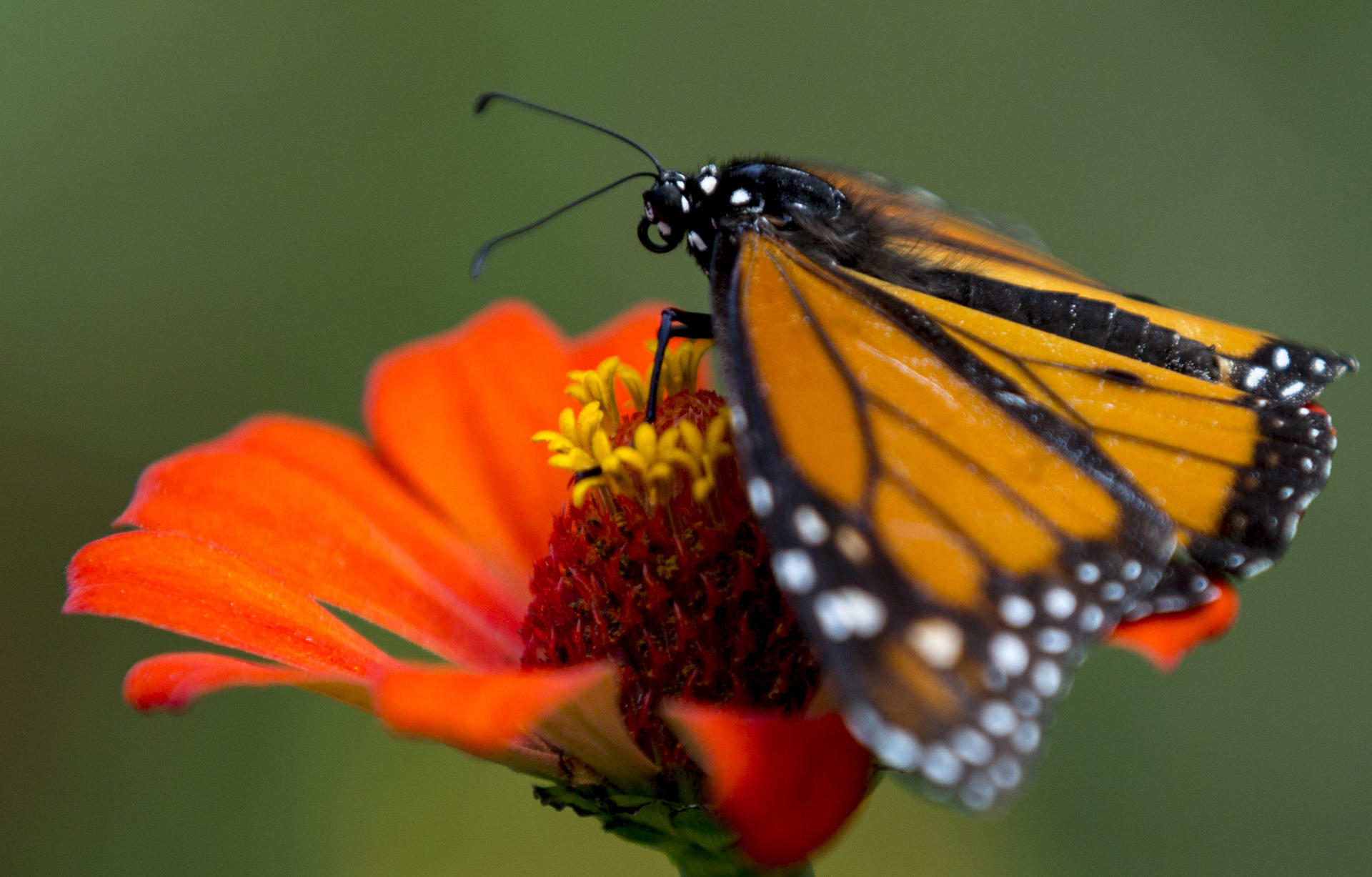 Fotografía de archivo en donde se observa a una mariposa monarca. EFE/ Stringer