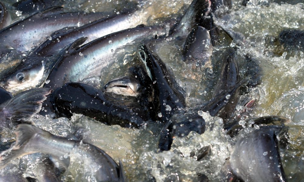 Las poblaciones de peces de agua dulce migratorios en todo el mundo han disminuido un 81 % desde 1970 y un 97 % de los incluidos en la Convención de Conservación de Especies Migratorias (CMS) de la ONU están ahora amenazados de extinción. Fotografía facilitada por CMS.
