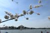 Fotografía que muestra árboles de cerezos florecidos este jueves, mientras personas pasean en barcos, en la cuenca Tidal en Washington (EE.UU.). Paseos en barca, sesiones de fotos, excursiones escolares y una oleada de turistas vuelven a abarrotar Washington para celebrar la floración de los cerezos, el acontecimiento más emblemático de la ciudad que ha llegado antes de lo estimado en el año del 250 aniversario de la independencia estadounidense, para el cual la ciudad se ha engalanado. EFE/ Leonor Trinidad