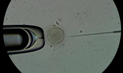 Personal técnico trabaja con espermatozoides en una clínica de reproducción asistida, en una imagen de archivo. EFE/Bienvenido Velasco