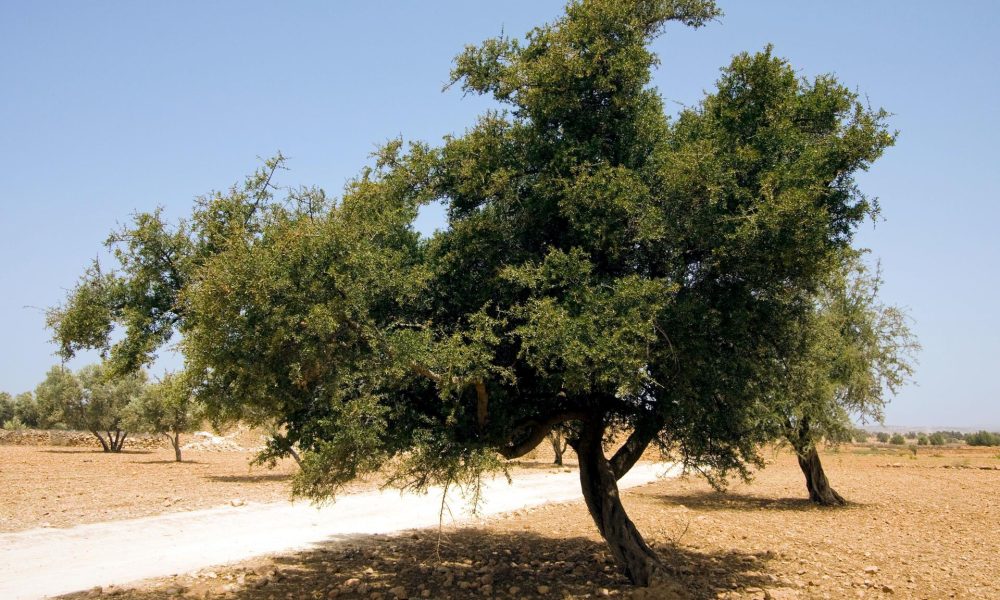 Un árbol de argán entre Marraquech y Esauira, Marruecos, en una fotografía de archivo. EFE/Zacarías García