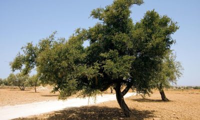 Un árbol de argán entre Marraquech y Esauira, Marruecos, en una fotografía de archivo. EFE/Zacarías García