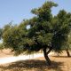 Un árbol de argán entre Marraquech y Esauira, Marruecos, en una fotografía de archivo. EFE/Zacarías García
