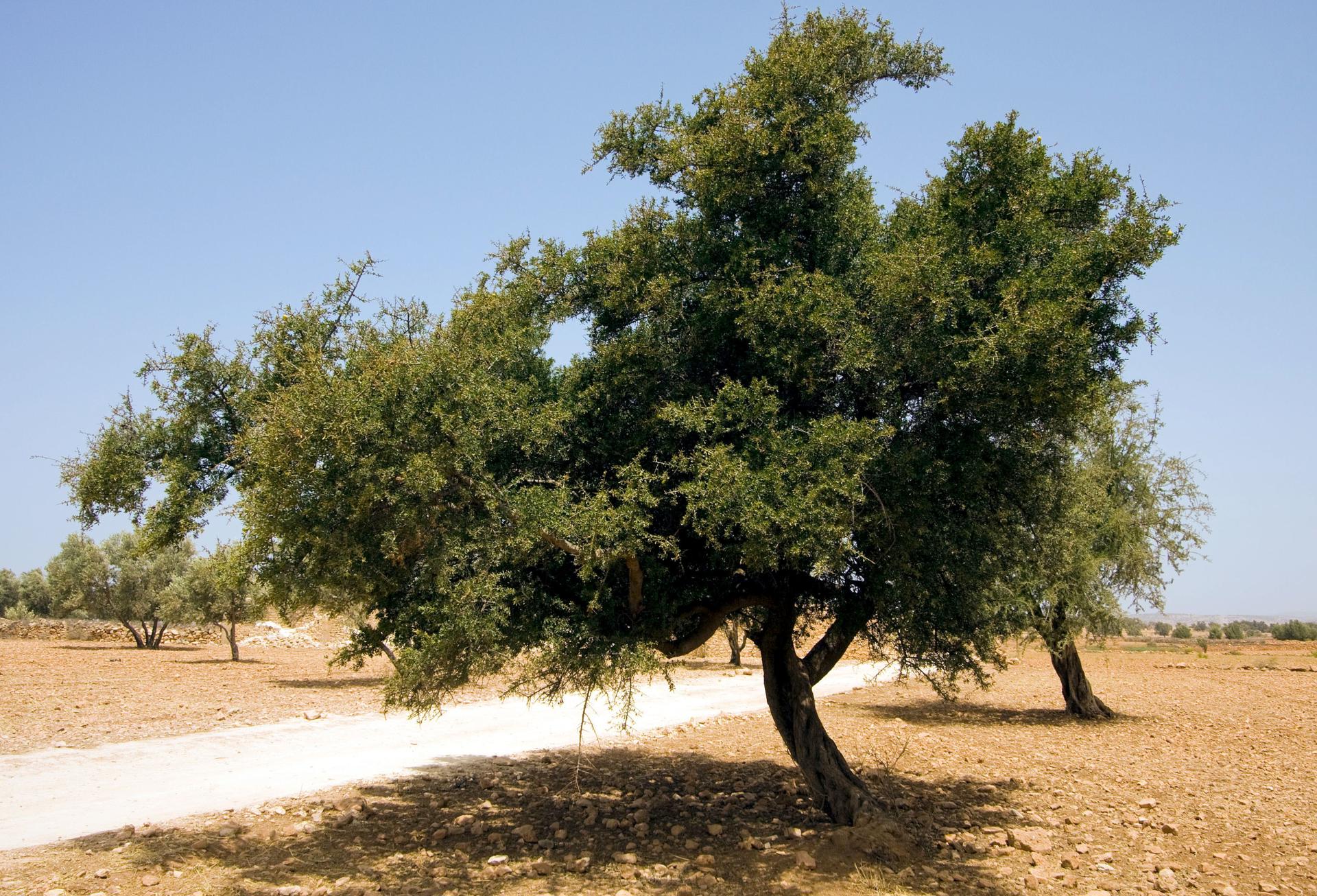 Un árbol de argán entre Marraquech y Esauira, Marruecos, en una fotografía de archivo. EFE/Zacarías García