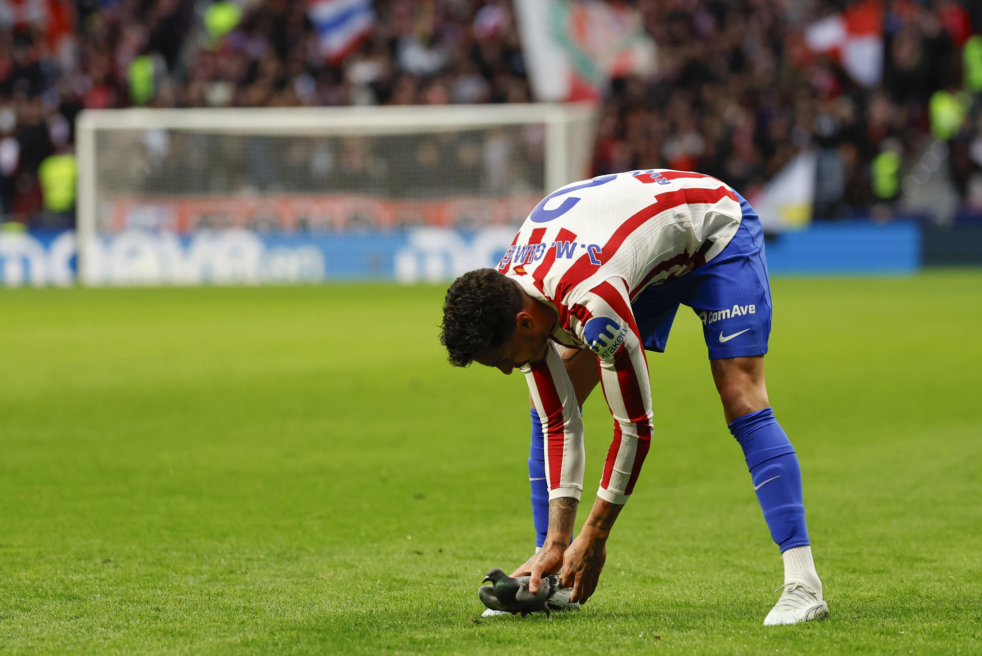 El defensa del Atlético de Madrid José Giménez retira un paloma del terreno de juego, durante el partido de la jornada 27 de LaLiga que disputan Atlético de Madrid y Real Sociedad en el estadio Metropolitano de Madrid. EFE/Mariscal
