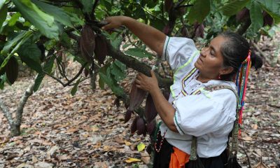 Una mujer trabaja en un cultivo de cacao del Perú, en una imagen de archivo. EFE/ Paolo Aguilar