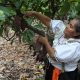Una mujer trabaja en un cultivo de cacao del Perú, en una imagen de archivo. EFE/ Paolo Aguilar