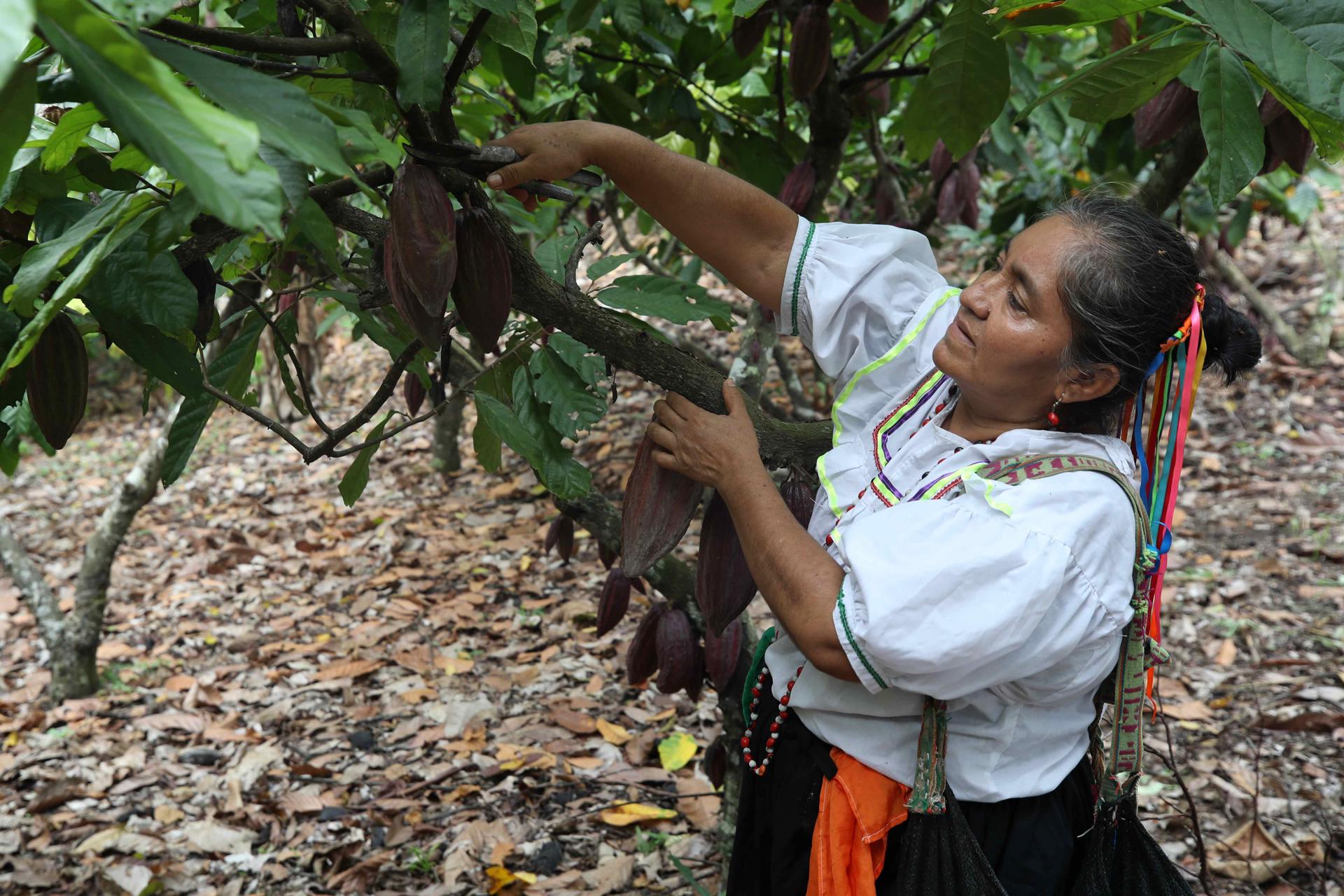 Una mujer trabaja en un cultivo de cacao del Perú, en una imagen de archivo. EFE/ Paolo Aguilar