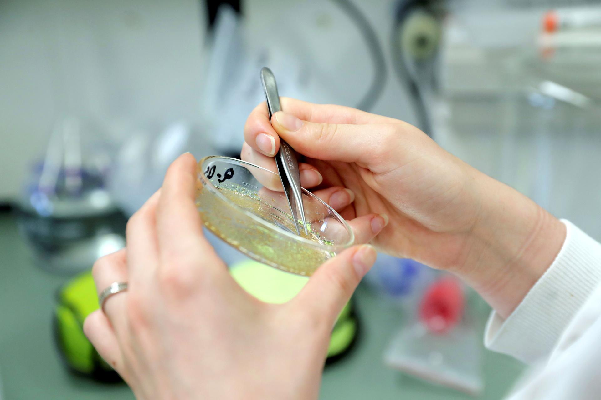 Imagen del trabajo en un laboratorio, en una foto de archivo. EFE/Estela Silva