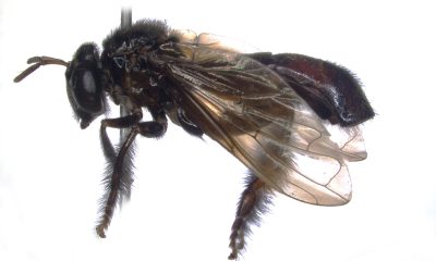 Fotografía cedida por el Instituto Nacional de Biodiversidad (Inabio) que muestra una mosca de la especie 'Ubristes mirabilissimus', pertenece a la familia 'Syrphidae'. EFE/ Inabio