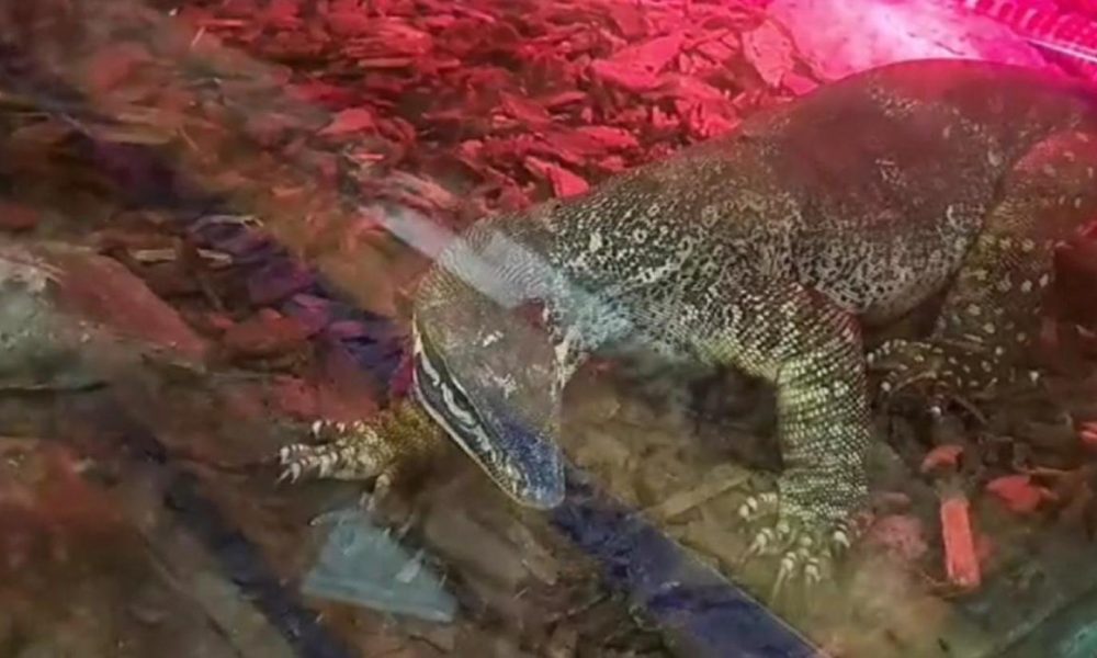 Captura del vídeo facilitado por los Carabineros del caimán encontrado, junto con varias serpientes peligrosas, en un sótano en un edificio de la ciudad de Sannicandro di Bari, en la región de Apulia (sur de Italia).