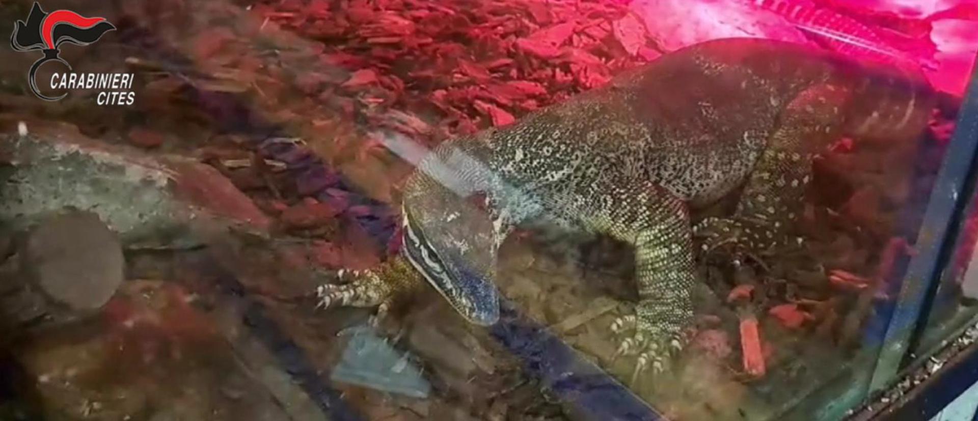 Captura del vídeo facilitado por los Carabineros del caimán encontrado, junto con varias serpientes peligrosas, en un sótano en un edificio de la ciudad de Sannicandro di Bari, en la región de Apulia (sur de Italia).