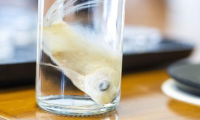 Científicos de la Universidad de Granada (UGR) han desarrollado un nuevo biotejido utilizando escamas de peces, una solución revolucionaria para regenerar la córnea humana que además da valor a un desecho de la industria pesquera y que se adapta a las necesidades de un final uso médico. El avance representa una alternativa a las enfermedades graves que afectan a la córnea, la parte transparente del ojo, y que son muy difíciles de tratar por ser una estructura que carece de vasos sanguíneos y tiene escasa capacidad de regeneración y reparación. EFE/ Miguel Angel Molina