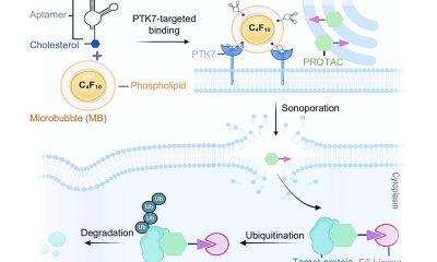 Gráfico sobre cómo funciona la plataforma SonoPIN. Las microburbujas dirigidas a las células cancerosas se rompen por ondas ultrasónicas, creando pequeños poros en las membranas celulares para que puedan penetrar fármacos como los PROTAC. Crédito: Duke University