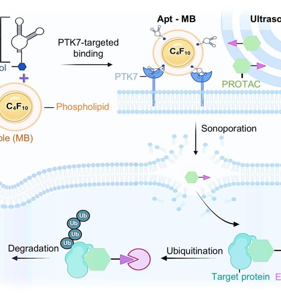 Gráfico sobre cómo funciona la plataforma SonoPIN. Las microburbujas dirigidas a las células cancerosas se rompen por ondas ultrasónicas, creando pequeños poros en las membranas celulares para que puedan penetrar fármacos como los PROTAC. Crédito: Duke University