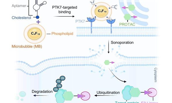 Gráfico sobre cómo funciona la plataforma SonoPIN. Las microburbujas dirigidas a las células cancerosas se rompen por ondas ultrasónicas, creando pequeños poros en las membranas celulares para que puedan penetrar fármacos como los PROTAC. Crédito: Duke University