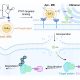 Gráfico sobre cómo funciona la plataforma SonoPIN. Las microburbujas dirigidas a las células cancerosas se rompen por ondas ultrasónicas, creando pequeños poros en las membranas celulares para que puedan penetrar fármacos como los PROTAC. Crédito: Duke University