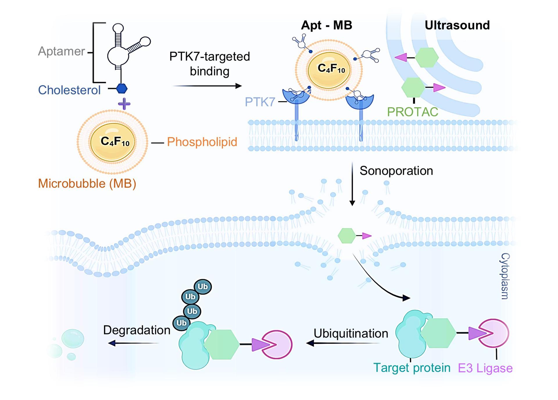 Gráfico sobre cómo funciona la plataforma SonoPIN. Las microburbujas dirigidas a las células cancerosas se rompen por ondas ultrasónicas, creando pequeños poros en las membranas celulares para que puedan penetrar fármacos como los PROTAC. Crédito: Duke University