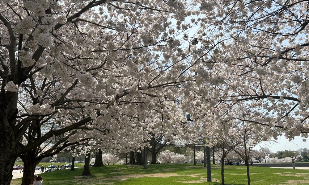 Fotografía que muestra árboles de cerezos florecidos este jueves, en la cuenca Tidal en Washington (EE.UU.). Paseos en barca, sesiones de fotos, excursiones escolares y una oleada de turistas vuelven a abarrotar Washington para celebrar la floración de los cerezos, el acontecimiento más emblemático de la ciudad que ha llegado antes de lo estimado en el año del 250 aniversario de la independencia estadounidense, para el cual la ciudad se ha engalanado. EFE/ Leonor Trinidad