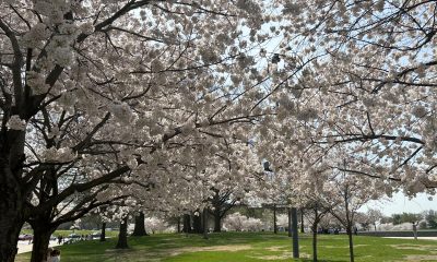 Fotografía que muestra árboles de cerezos florecidos este jueves, en la cuenca Tidal en Washington (EE.UU.). Paseos en barca, sesiones de fotos, excursiones escolares y una oleada de turistas vuelven a abarrotar Washington para celebrar la floración de los cerezos, el acontecimiento más emblemático de la ciudad que ha llegado antes de lo estimado en el año del 250 aniversario de la independencia estadounidense, para el cual la ciudad se ha engalanado. EFE/ Leonor Trinidad