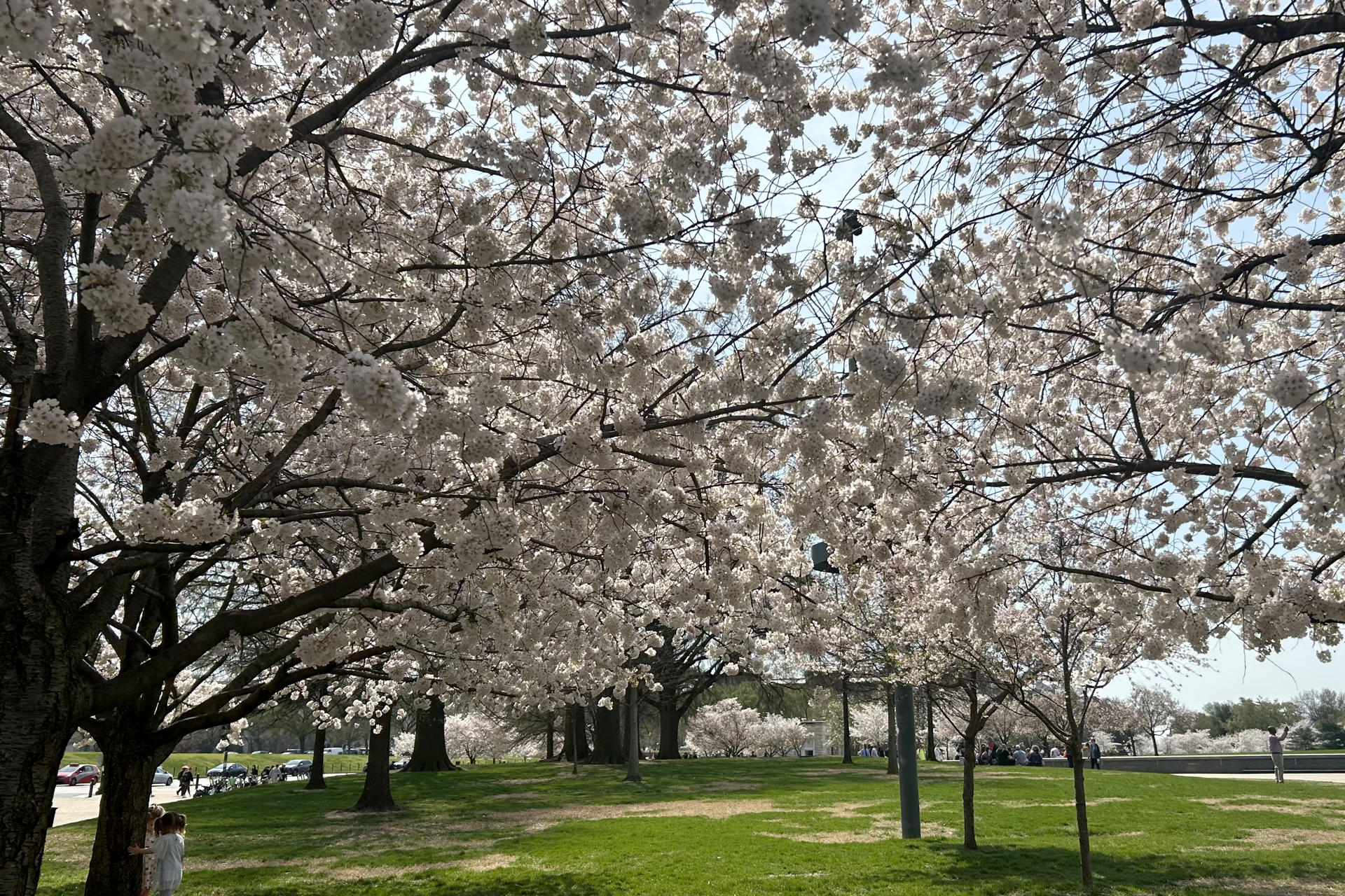 Fotografía que muestra árboles de cerezos florecidos este jueves, en la cuenca Tidal en Washington (EE.UU.). Paseos en barca, sesiones de fotos, excursiones escolares y una oleada de turistas vuelven a abarrotar Washington para celebrar la floración de los cerezos, el acontecimiento más emblemático de la ciudad que ha llegado antes de lo estimado en el año del 250 aniversario de la independencia estadounidense, para el cual la ciudad se ha engalanado. EFE/ Leonor Trinidad