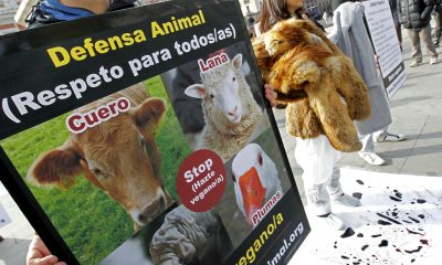 Imagen de archivo de un acto organizado por ecologistas contra la utilización de piel de animales. EFE/Javier Lizón
