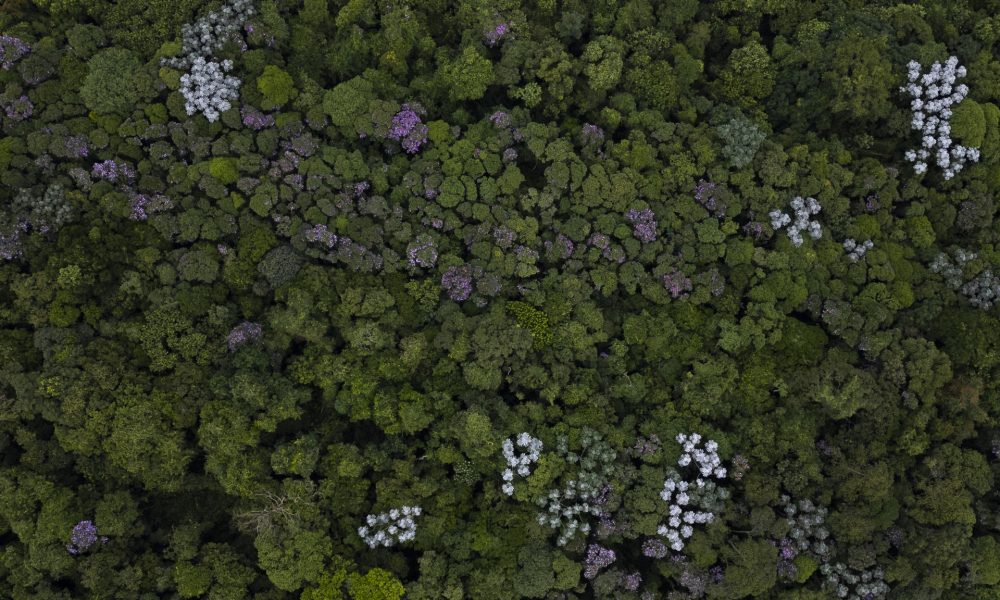 Fotografía de archivo de un bosque tropical en Brasil. EFE/ Isaac Fontana