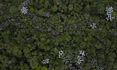 Fotografía de archivo de un bosque tropical en Brasil. EFE/ Isaac Fontana