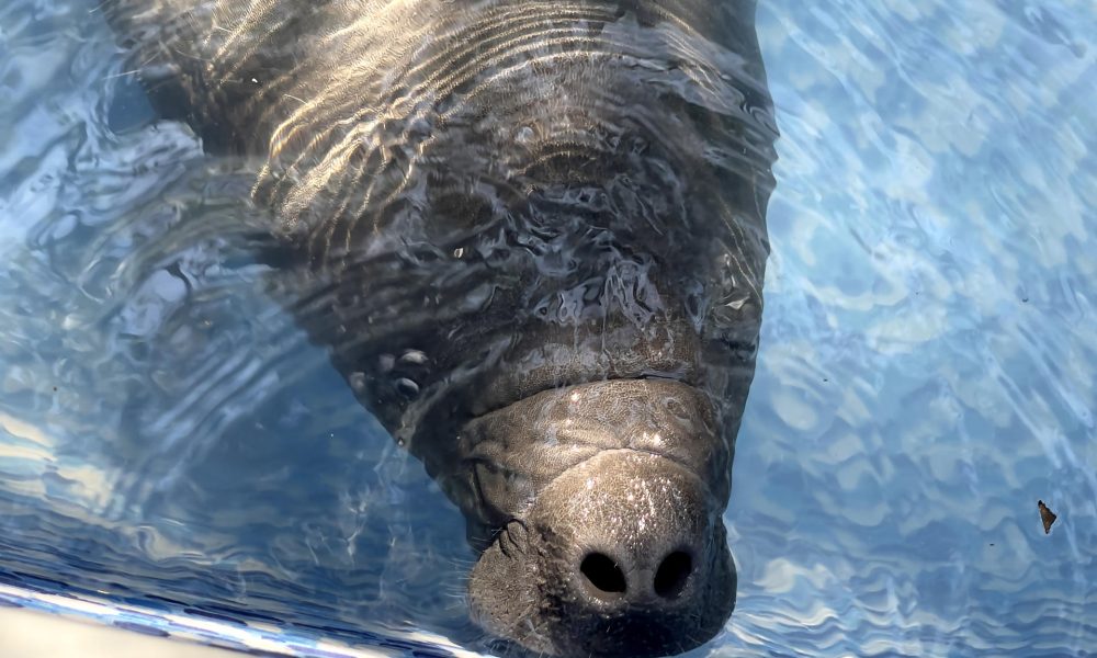 Fotografía cedida por Rescate Wildlife Rescue Center que muestra un bebé manatí rescatado en una piscina en San José (Costa Rica). EFE/ Rescate Wildlife Rescue Center