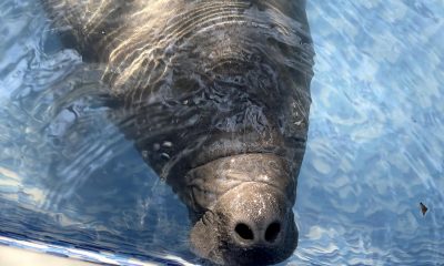 Fotografía cedida por Rescate Wildlife Rescue Center que muestra un bebé manatí rescatado en una piscina en San José (Costa Rica). EFE/ Rescate Wildlife Rescue Center