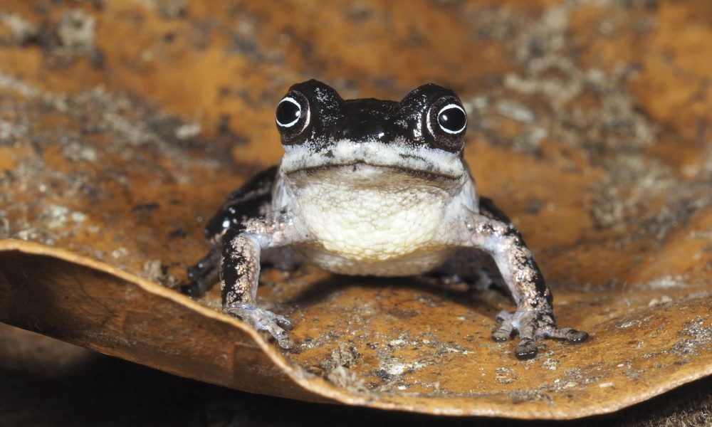 Fotografía cedida por la Universidad Técnica Particular de Loja (UTPL), que muestra una rana Pristimantis melanops, que posee un iris oscuro con un anillo blanco alrededor de la pupila, y pertenecen al subgénero Huicundomantis, un grupo característico de los Andes tropicales, en la provincia de Zamora Chinchipe (Ecuador). EFE/ Universidad Técnica Particular de Loja /SOLO USO EDITORIAL/ NO VENTAS/ SOLO DISPONIBLE PARA ILUSTRAR LA NOTICIA QUE ACOMPAÑA (CRÉDITO OBLIGATORIO)