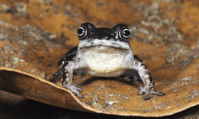 Fotografía cedida por la Universidad Técnica Particular de Loja (UTPL), que muestra una rana Pristimantis melanops, que posee un iris oscuro con un anillo blanco alrededor de la pupila, y pertenecen al subgénero Huicundomantis, un grupo característico de los Andes tropicales, en la provincia de Zamora Chinchipe (Ecuador). EFE/ Universidad Técnica Particular de Loja /SOLO USO EDITORIAL/ NO VENTAS/ SOLO DISPONIBLE PARA ILUSTRAR LA NOTICIA QUE ACOMPAÑA (CRÉDITO OBLIGATORIO)