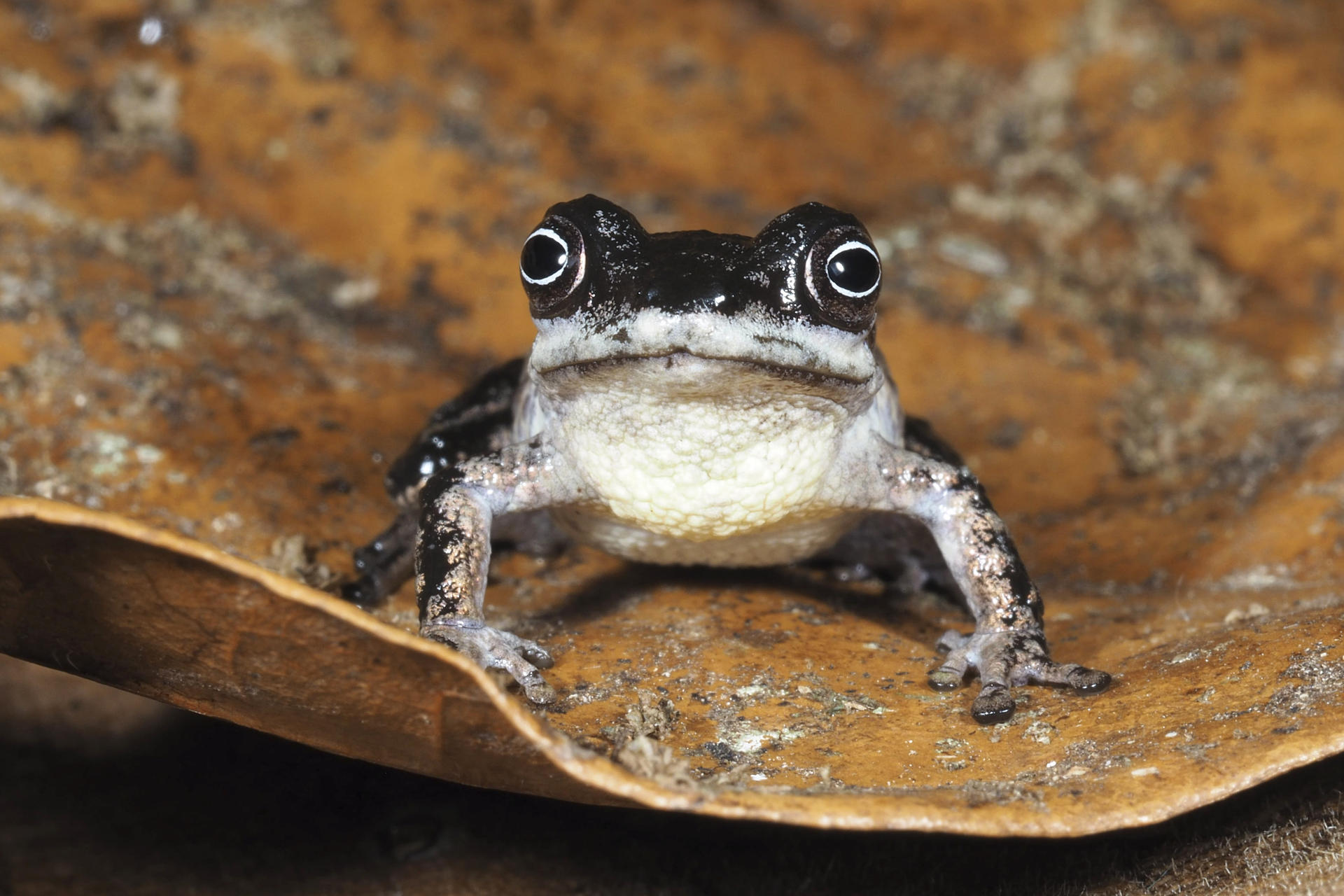 Fotografía cedida por la Universidad Técnica Particular de Loja (UTPL), que muestra una rana Pristimantis melanops, que posee un iris oscuro con un anillo blanco alrededor de la pupila, y pertenecen al subgénero Huicundomantis, un grupo característico de los Andes tropicales, en la provincia de Zamora Chinchipe (Ecuador). EFE/ Universidad Técnica Particular de Loja /SOLO USO EDITORIAL/ NO VENTAS/ SOLO DISPONIBLE PARA ILUSTRAR LA NOTICIA QUE ACOMPAÑA (CRÉDITO OBLIGATORIO)