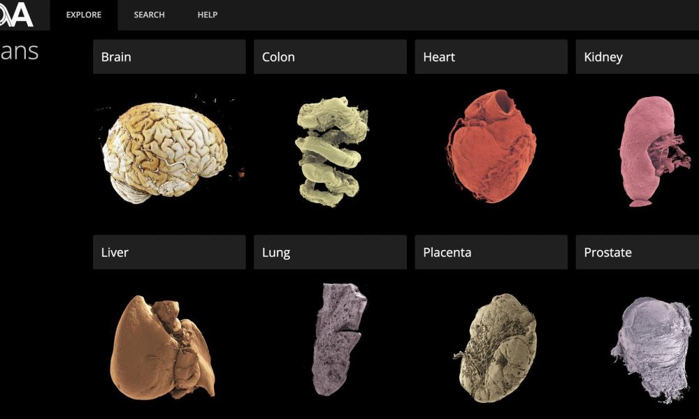 Captura de pantalla del portal del Atlas de Órganos Humanos. Crédito: ESRF/UCL