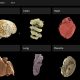 Captura de pantalla del portal del Atlas de Órganos Humanos. Crédito: ESRF/UCL