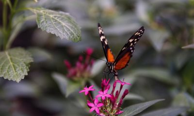 Fotografía de archivo de mariposas Monarca en el mariposario del bosque de Chapultepec (México). EFE/Sáshenka Gutierrez