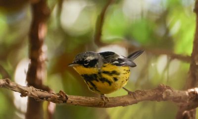 Fotografía que muestra un Magnolia Warbler este sábado, en Ciudad de Guatemala (Guatemala). EFE/ Mariano Macz
