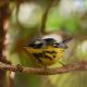 Fotografía que muestra un Magnolia Warbler este sábado, en Ciudad de Guatemala (Guatemala). EFE/ Mariano Macz