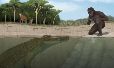 Investigadores de la Universidad de Iowa han descrito y nombrado una nueva especie de cocodrilo que habitaba una región de África hace más de 3 millones de años; la han bautizado como "el cazador de Lucy" porque se superponía con la famosa 'Lucy'  (el pariente humano más antiguo y completo que se ha encontrado hasta ahora)  y sus parientes homínidos. En la imagen una recreación artística de la nueva especie y los homínidos de la época. Imagen: Tyler Stone, Universidad de Iowa.