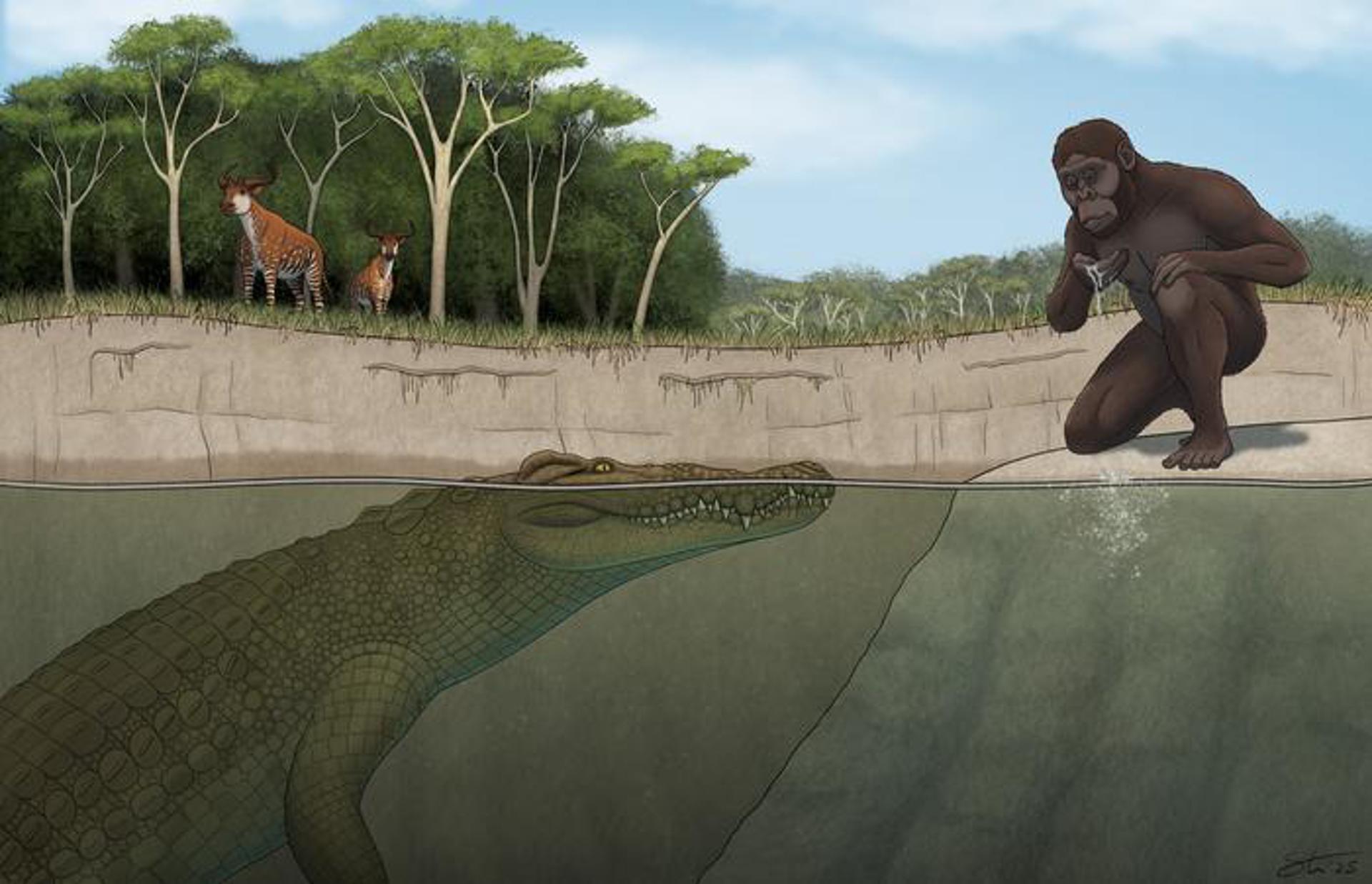 Investigadores de la Universidad de Iowa han descrito y nombrado una nueva especie de cocodrilo que habitaba una región de África hace más de 3 millones de años; la han bautizado como "el cazador de Lucy" porque se superponía con la famosa 'Lucy'  (el pariente humano más antiguo y completo que se ha encontrado hasta ahora)  y sus parientes homínidos. En la imagen una recreación artística de la nueva especie y los homínidos de la época. Imagen: Tyler Stone, Universidad de Iowa.