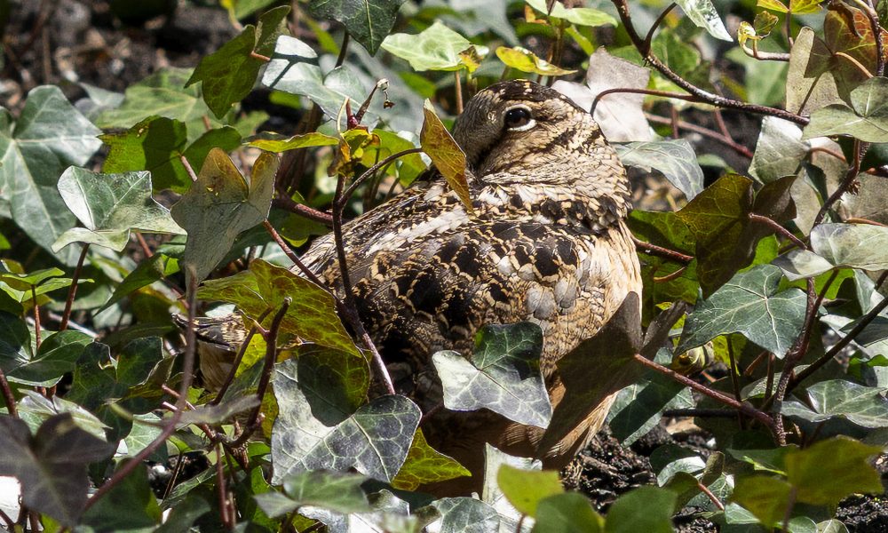Fotografía que muestra el ave Scolopax Minor o Chocha Americana este lunes, en el Bryant Park en Nueva York (EE.UU.). Decenas de personas esperan con teleobjetivos, cámaras y prismáticos para inmortalizar a la última estrella de Nueva York, no es un actor de cine ni un político de alto rango, sino un pájaro de apenas 20 centímetros que se ha hecho viral en las redes sociales por el peculiar balanceo rítmico con el que se mueve.EFE/ Angel Colmenares