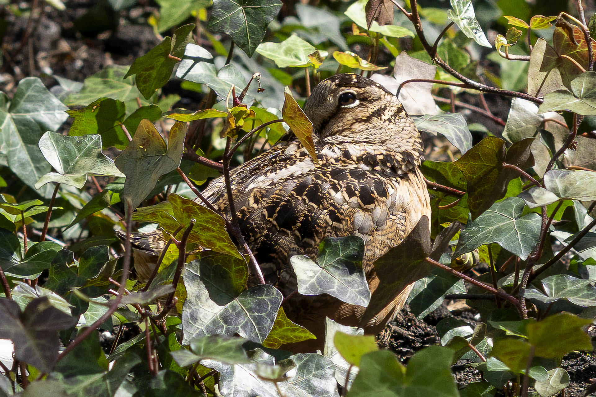 Fotografía que muestra el ave Scolopax Minor o Chocha Americana este lunes, en el Bryant Park en Nueva York (EE.UU.). Decenas de personas esperan con teleobjetivos, cámaras y prismáticos para inmortalizar a la última estrella de Nueva York, no es un actor de cine ni un político de alto rango, sino un pájaro de apenas 20 centímetros que se ha hecho viral en las redes sociales por el peculiar balanceo rítmico con el que se mueve.EFE/ Angel Colmenares