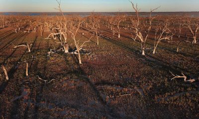 Fotografía de archivo de la contínua sequía que afectó a Australia en 2019. EFE/ Dean Lewins