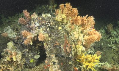 Fotografía sin fecha especificada de toma cedida por la Fundación Charles Darwin que muestra corales descubiertos en el archipiélago de Galápagos (Ecuador). EFE/ Fundación Charles Darwin